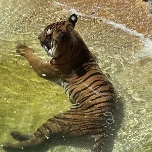 Malayan Tiger - 5/27/2025