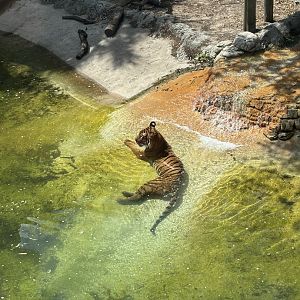 Malayan Tiger - 5/27/2025