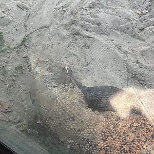 Komodo Dragon - 5/27/2025