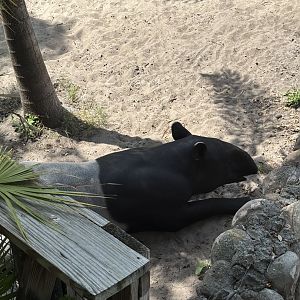 Malayan Tapir - 5/27/2025