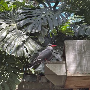 Inca Tern - 5/27/2025