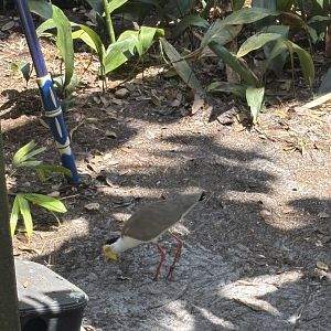 Masked Lapwing - 5/27/2025
