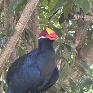 Violet Turaco - 5/27/2025