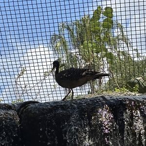 Sunbittern - 5/27/2025