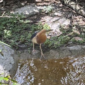 Javan Pond Heron - 5/27/2025