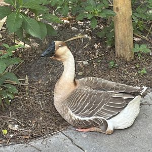 Chinese Goose (Domestic)