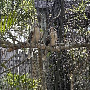Kookaburras - 5/27/2025