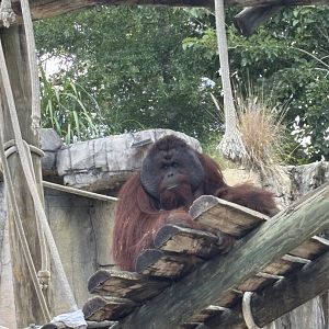 Male Bornean Orangutan - 5/27/2025