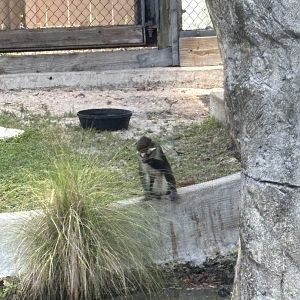 Red-Tailed Guenon - 5/27/2025