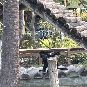 Angolan Columbus Monkey - 5/27/2025