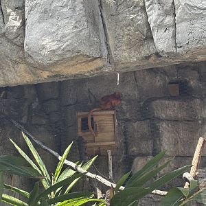 Golden Lion Tamarin - 5/27/2025