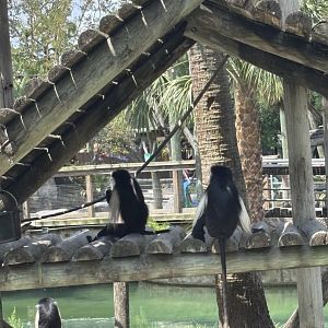 Angolan Colobus Monkey - 5/27/2025
