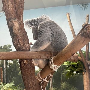 Queensland Koala - 5/27/2025