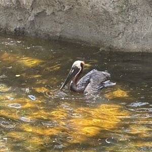 Brown Pelican - 5/27/2025