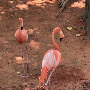 American/Caribbean Flamingo - 5/27/2025