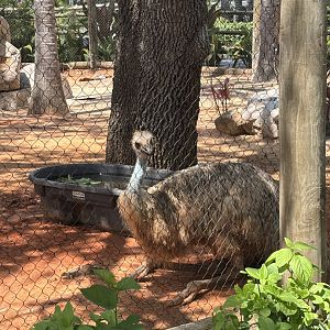 Emu - 5/27/2025