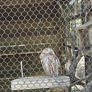 Eastern Screech Owl - 5/27/2025