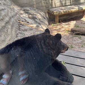Florida Black Bear - 5/27/2025