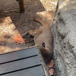 Florida Panther - 5/27/2025