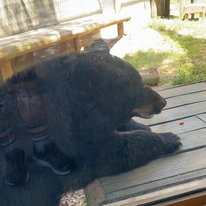 Florida Black Bear - 5/27/2025
