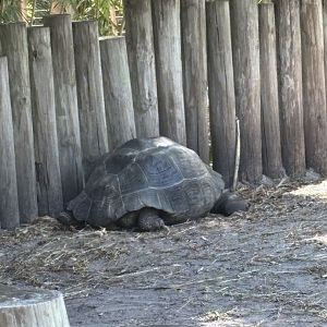 Galapagos Tortoise - 5/27/2025