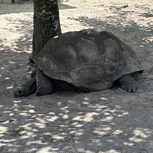 Aldabra Tortoise - 5/27/2025