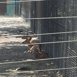 Bay Duiker and Lowland Nyala - 5/27/2025