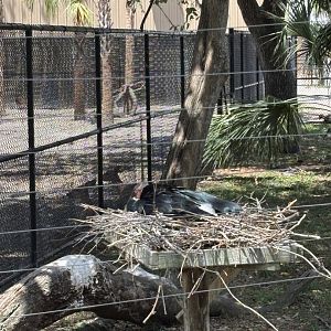 Maribou Stork - 5/27/2025