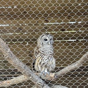 Barred Owl - 5/27/2025