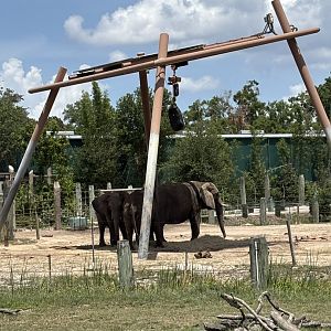 African Elephant - 5/27/2025