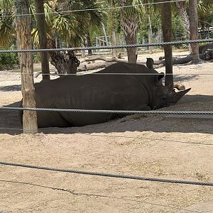 White Rhinoceros - 5/27/2025