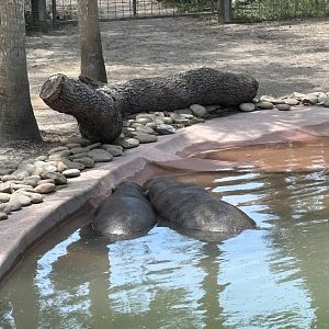 Pygmy Hippos - 5/27/2025