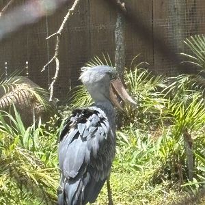 Shoebill Stork