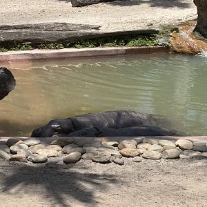 Pygmy Hippos - 5/27/2025