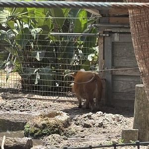Red River Hog - 5/27/2025