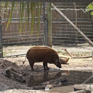 Red River Hog - 5/27/2025
