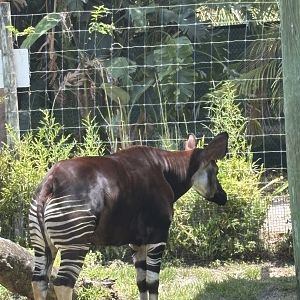 Okapi - 5/27/2025