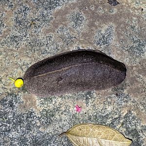 Tropical Leatherleaf Slug (Laevicaulis alte)