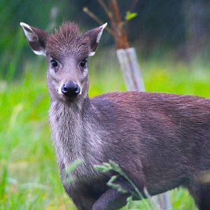 Michie's Tufted Deer- 27th May 2025