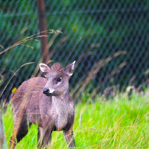 Michie's Tufted Deer- 27th May 2025