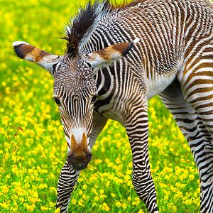 Grevy's Zebra foal- 27th May 2025