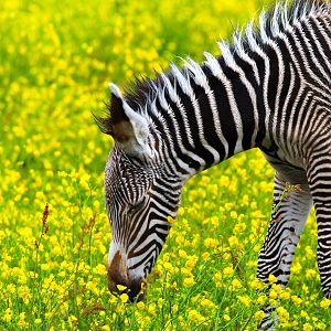 Grevy's Zebra foal- 27th May 2025