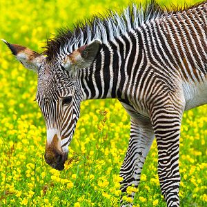 Grevy's Zebra foal- 27th May 2025