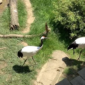 Columbus Zoo - Asia Quest - Red Crowned Crane exhibit.