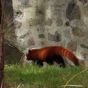 Red panda on the move 20.4.25