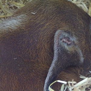 Red river hog closeup 20.4.25