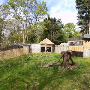 Cheetah enclosure with tree chopped down 20.4.25