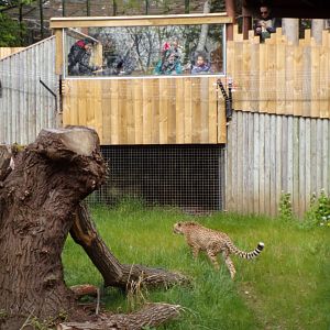 Cheetah and visitors 20.4.25