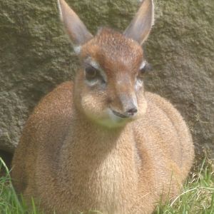 Kirk’s Dik-Dik 20.4.25