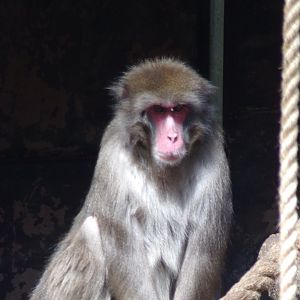 Japanese macaque 20.4.25